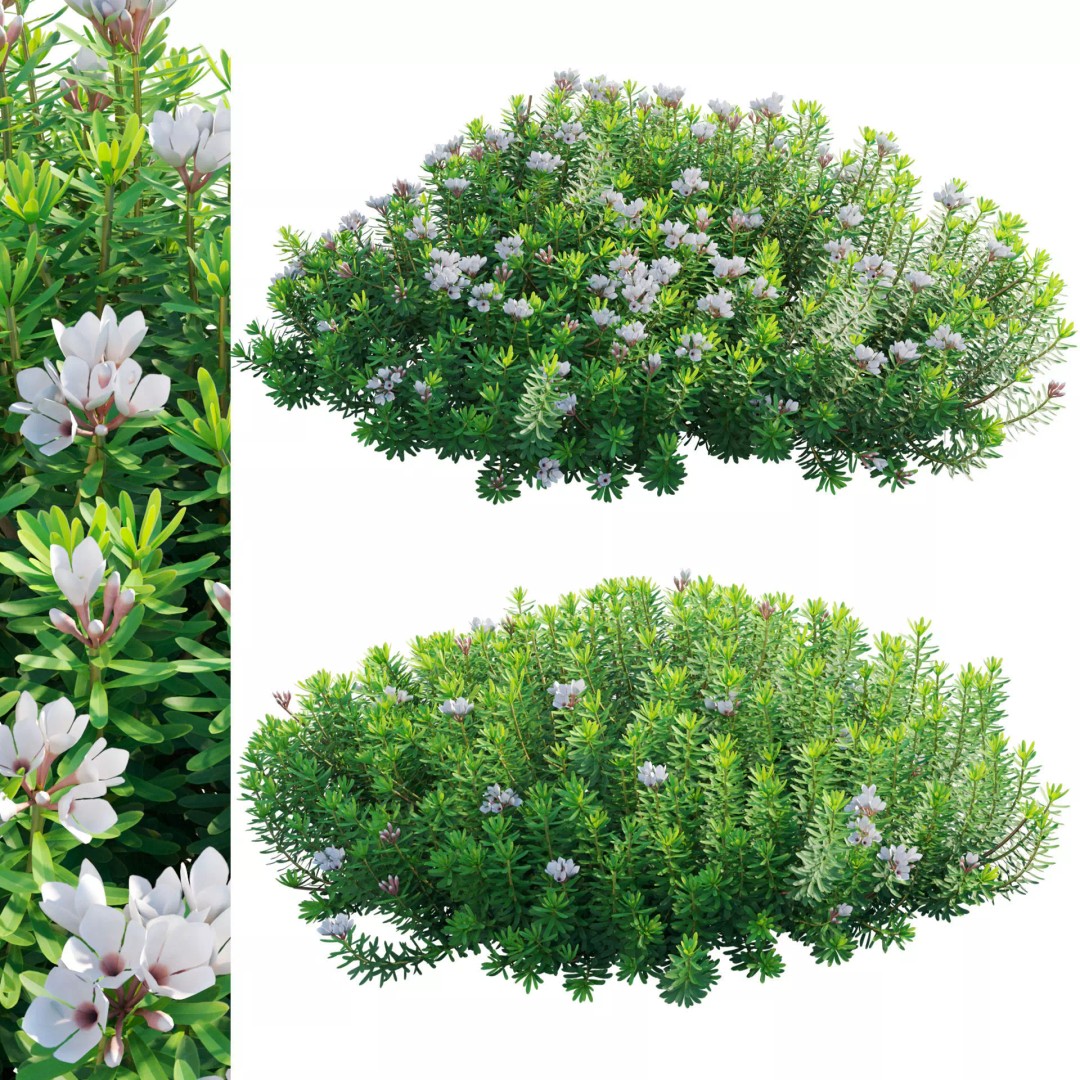 Daphne 3D Model – PBR Plant Bush with Vray/Corona Materials - View 2