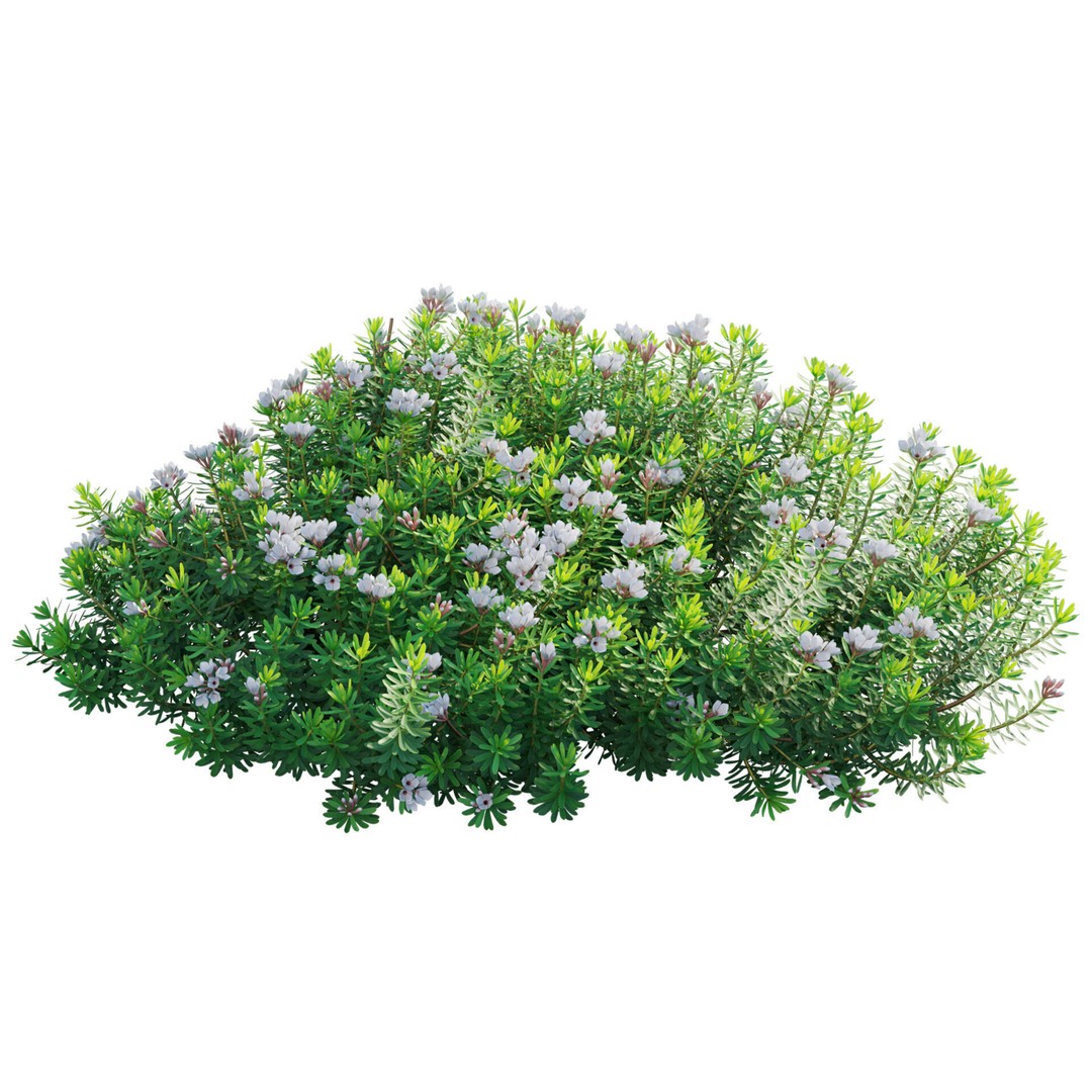 Daphne 3D Model – PBR Plant Bush with Vray/Corona Materials - View 3