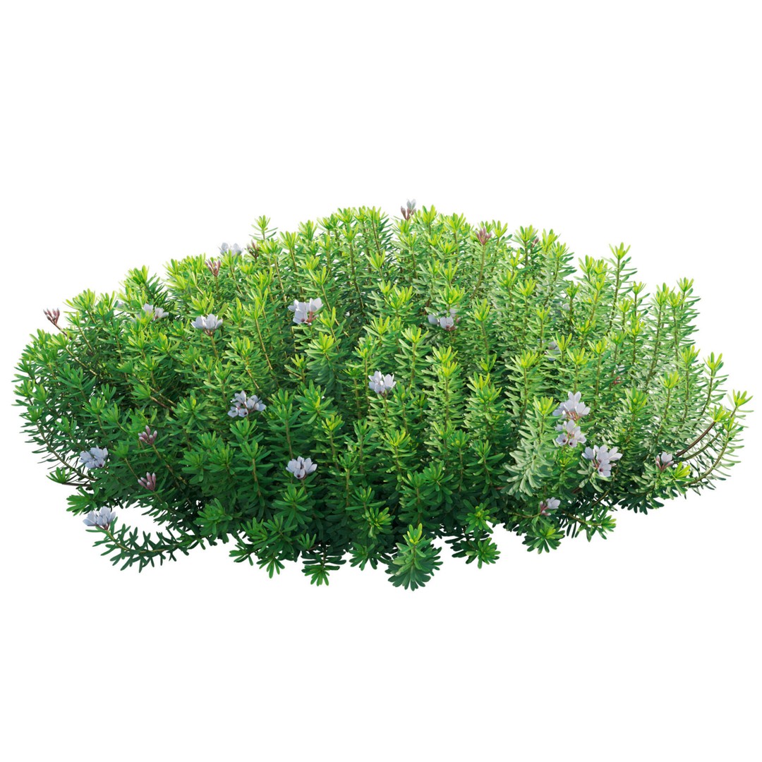 Daphne 3D Model – PBR Plant Bush with Vray/Corona Materials - View 4
