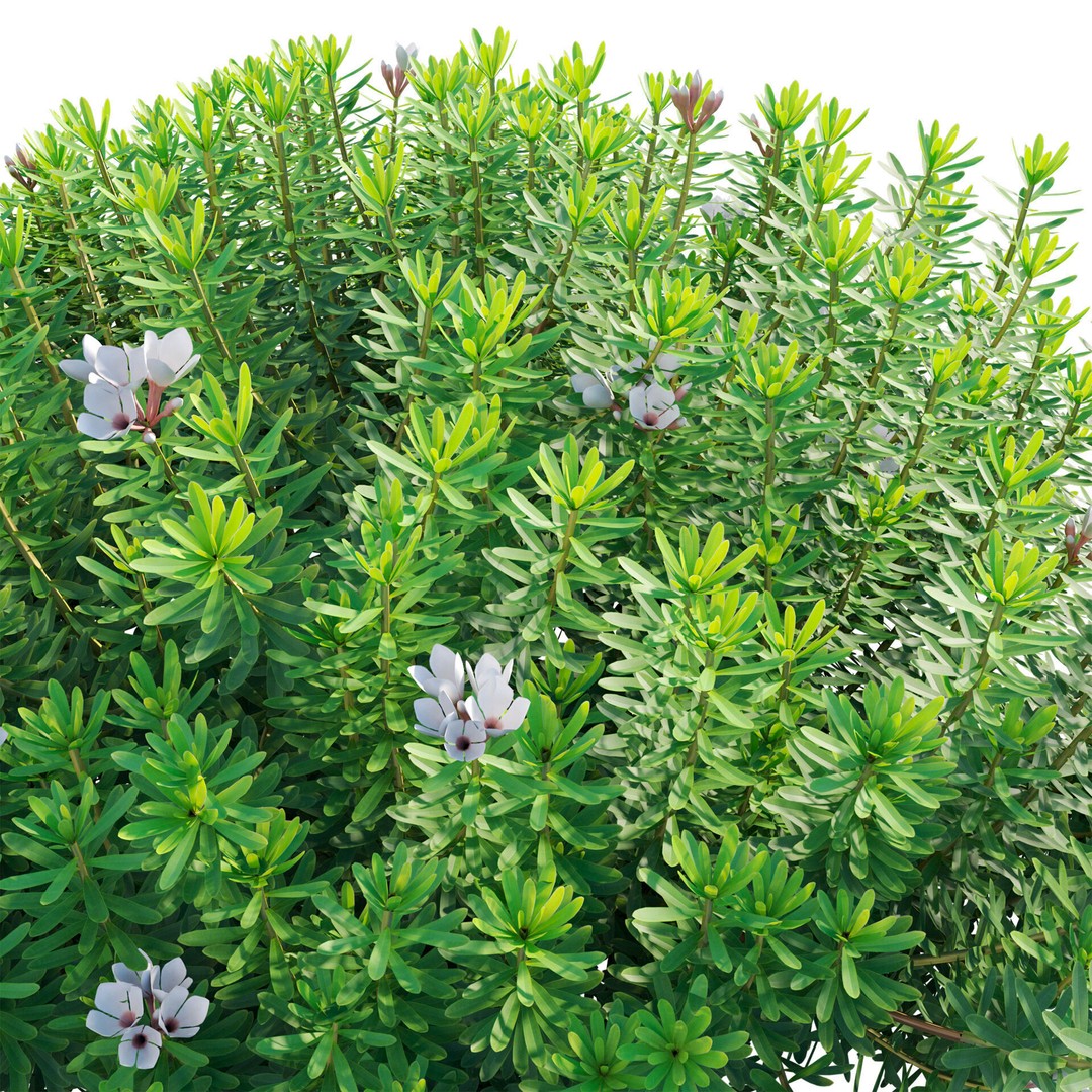 Daphne 3D Model – PBR Plant Bush with Vray/Corona Materials - View 5