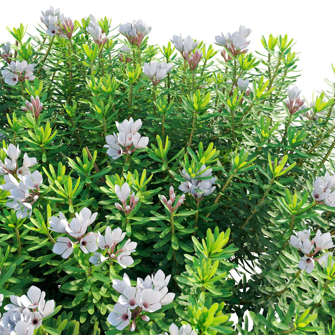 Daphne 3D Model – PBR Plant Bush with Vray/Corona Materials - View 6