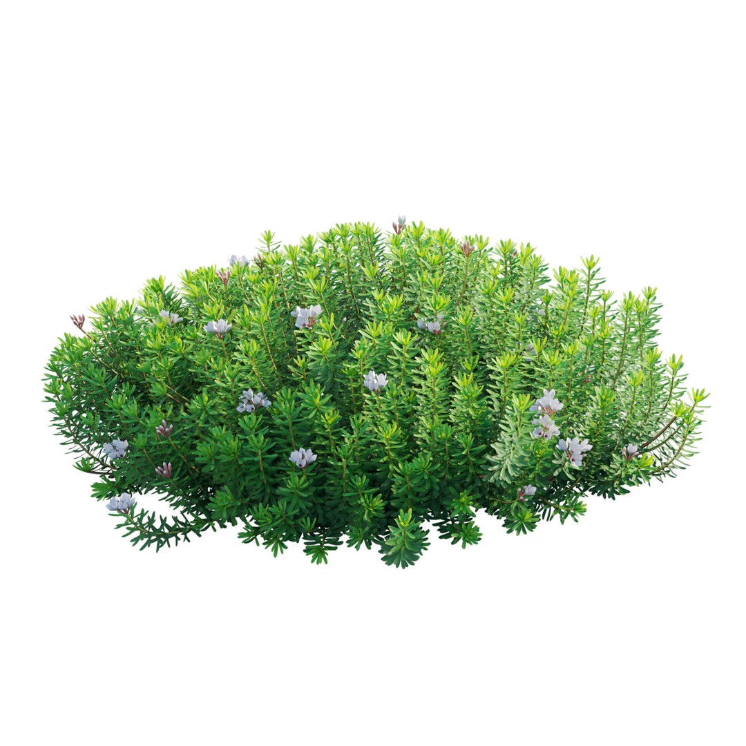 Daphne 3D Model – PBR Plant Bush with Vray/Corona Materials - View 8