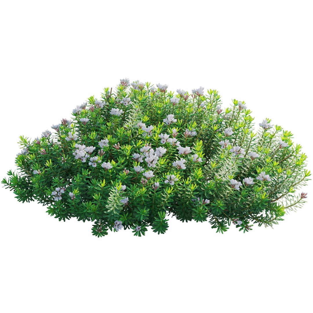 Daphne 3D Model – PBR Plant Bush with Vray/Corona Materials - View 9