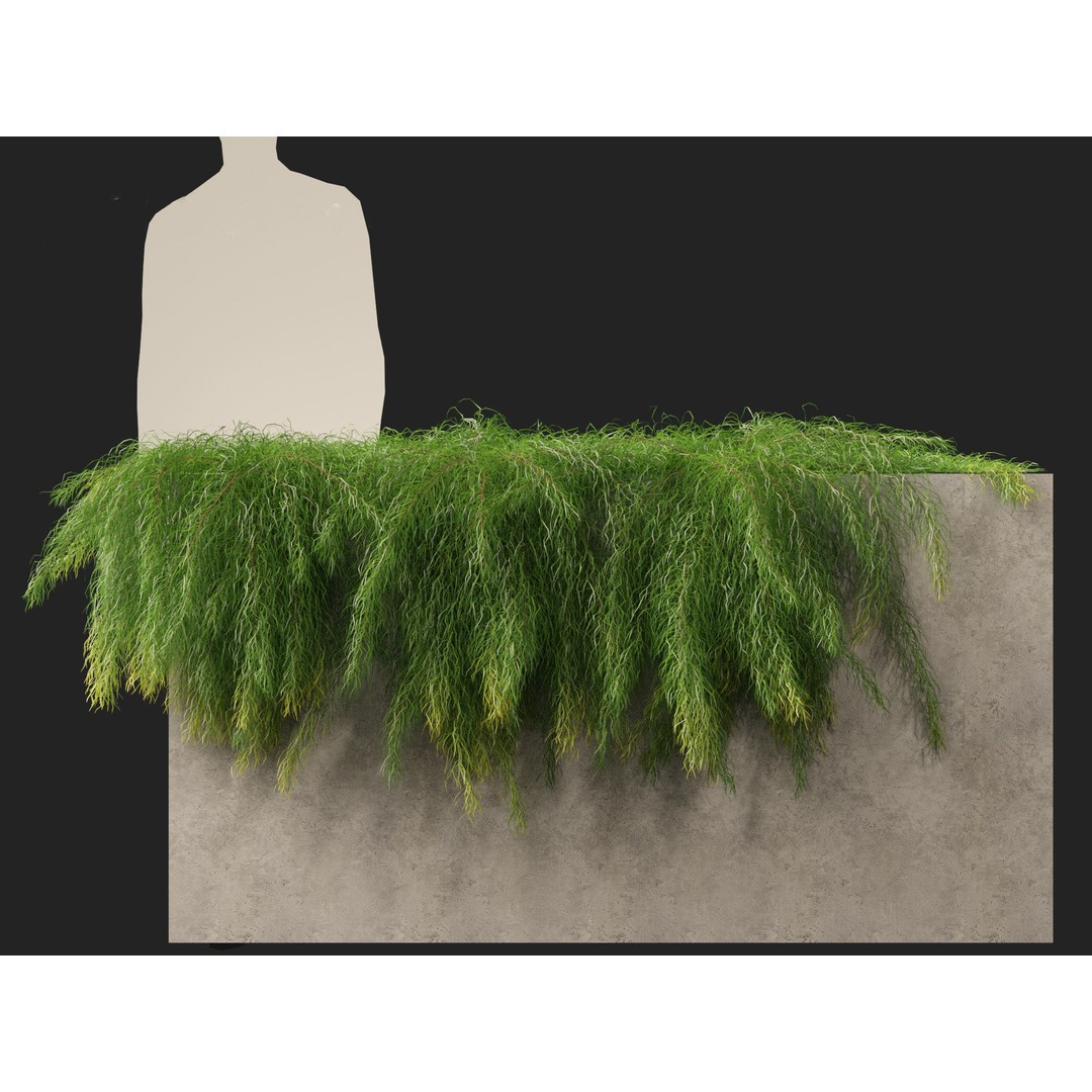 Acacia Cognata Limelight 3D Model – Realistic River Wattle, FBX