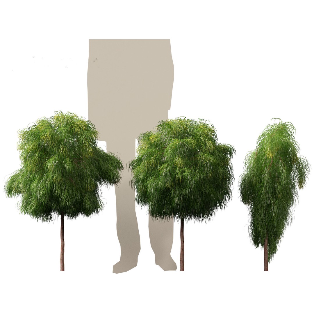 Acacia Cognata Limelight 3D Model – Realistic River Wattle, FBX - View 10