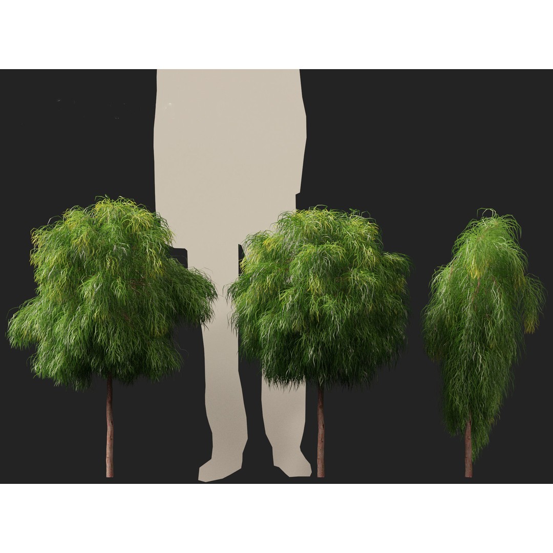 Acacia Cognata Limelight 3D Model – Realistic River Wattle, FBX - View 11