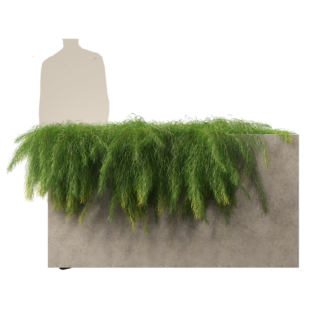 Acacia Cognata Limelight 3D Model – Realistic River Wattle, FBX - View 12