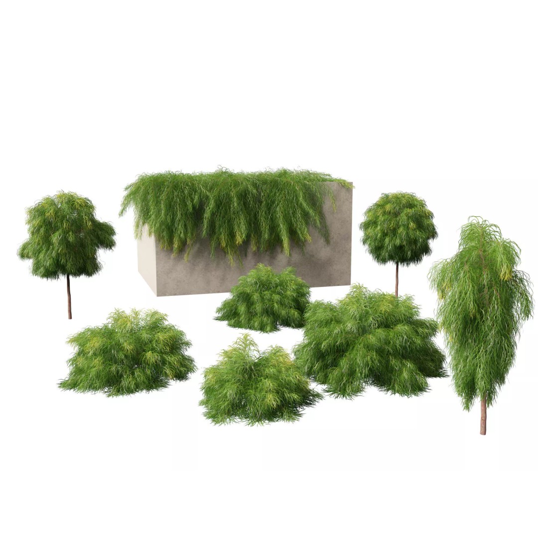 Acacia Cognata Limelight 3D Model – Realistic River Wattle, FBX - View 2