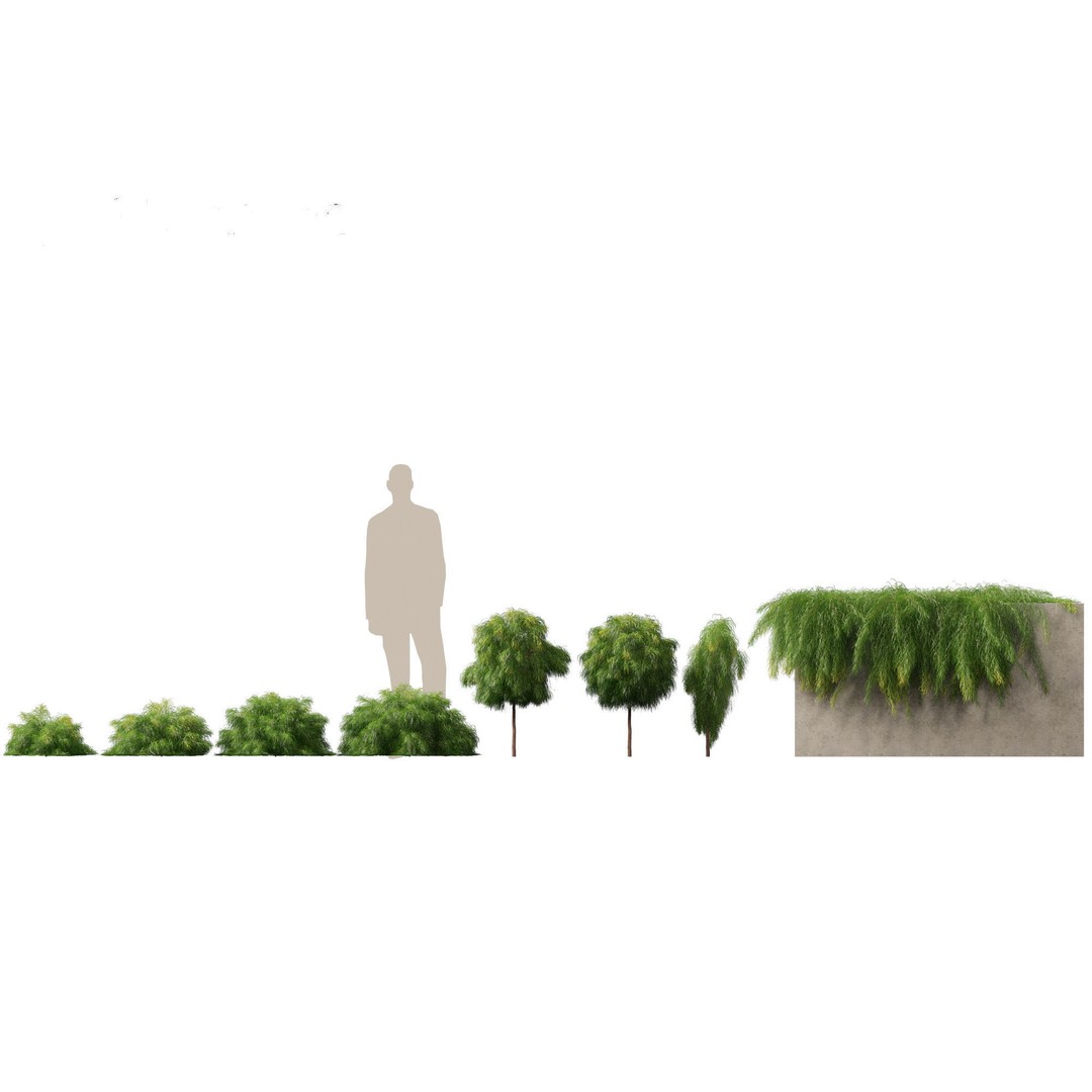 Acacia Cognata Limelight 3D Model – Realistic River Wattle, FBX - View 3