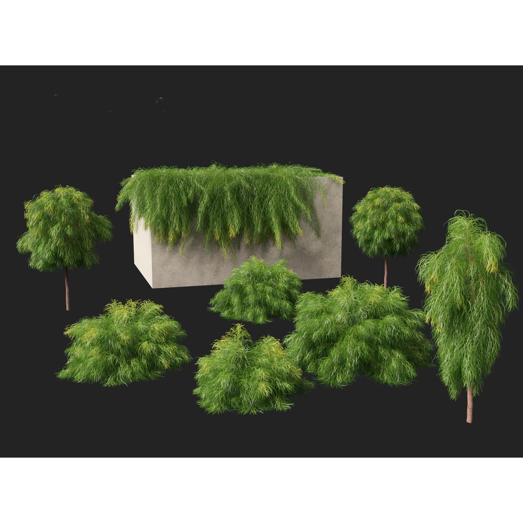 Acacia Cognata Limelight 3D Model – Realistic River Wattle, FBX - View 4