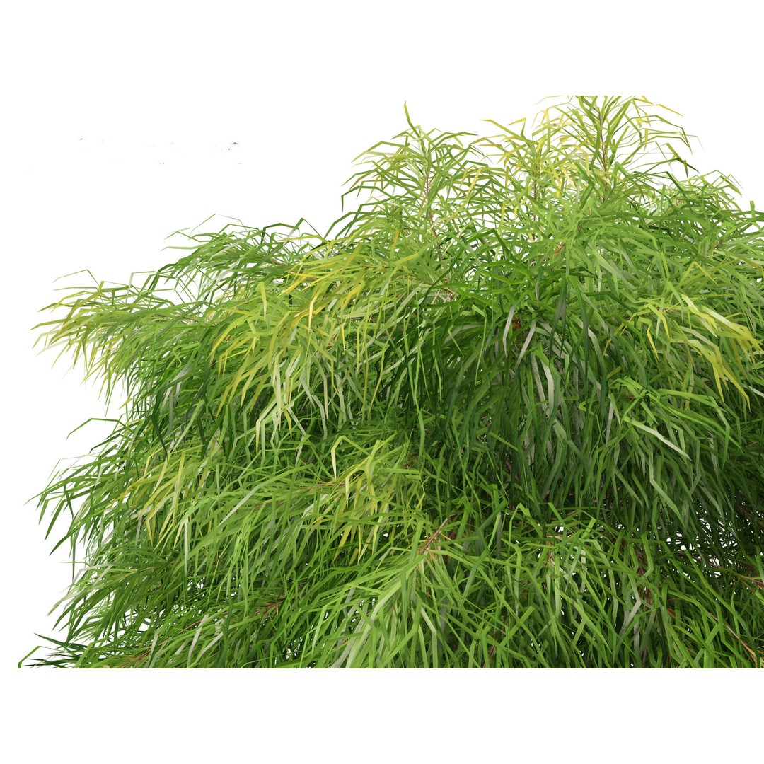 Acacia Cognata Limelight 3D Model – Realistic River Wattle, FBX - View 5