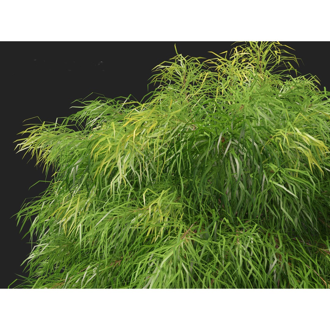 Acacia Cognata Limelight 3D Model – Realistic River Wattle, FBX - View 6