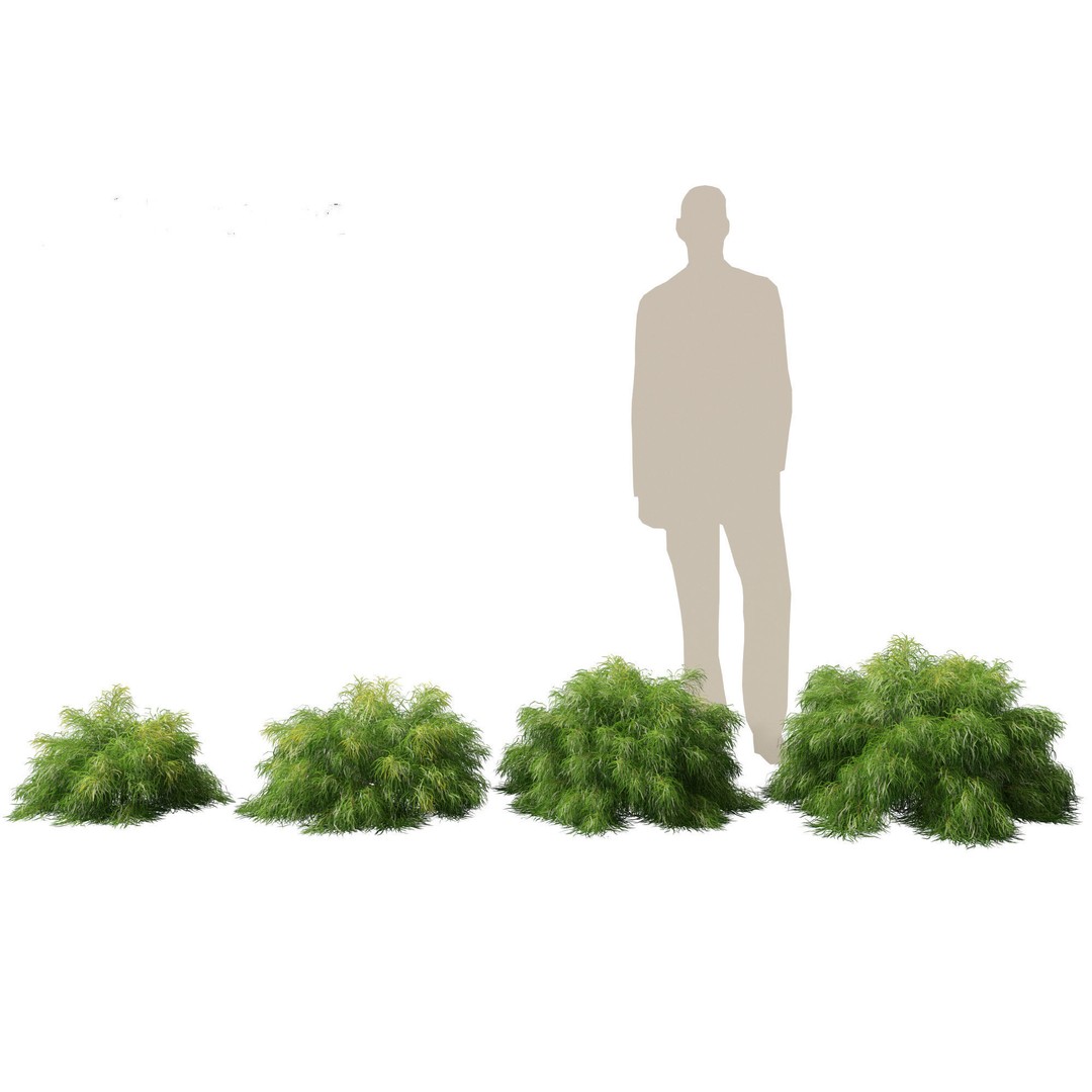 Acacia Cognata Limelight 3D Model – Realistic River Wattle, FBX - View 8
