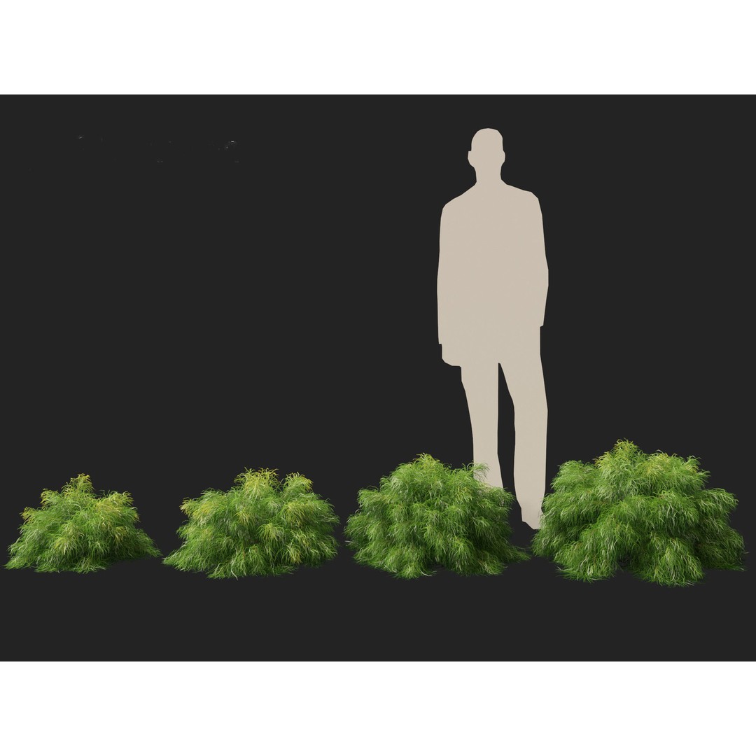 Acacia Cognata Limelight 3D Model – Realistic River Wattle, FBX - View 9