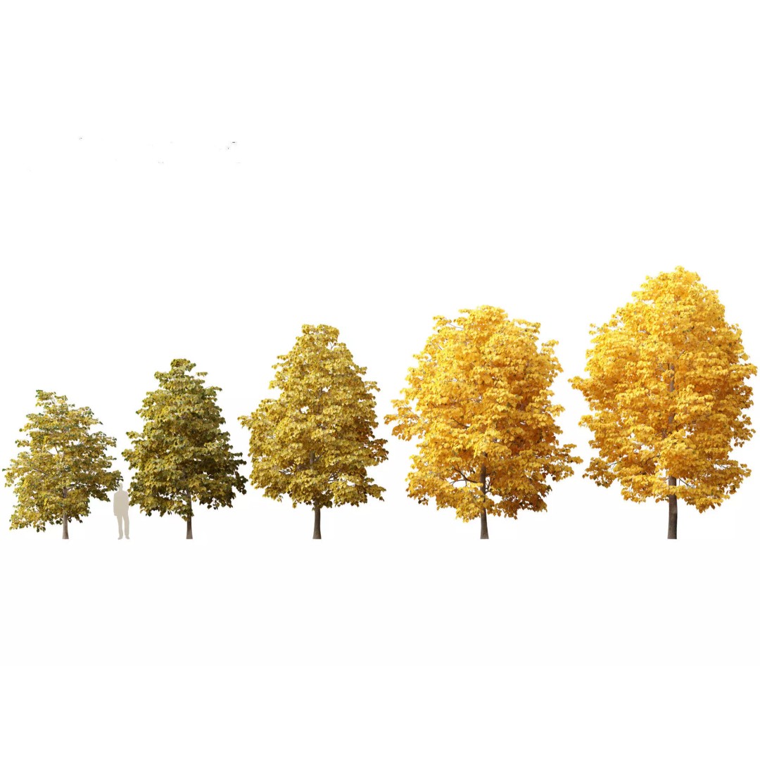 Autumn Colors Collection 3D Model – High Poly Plant Assets, FBX, Blender