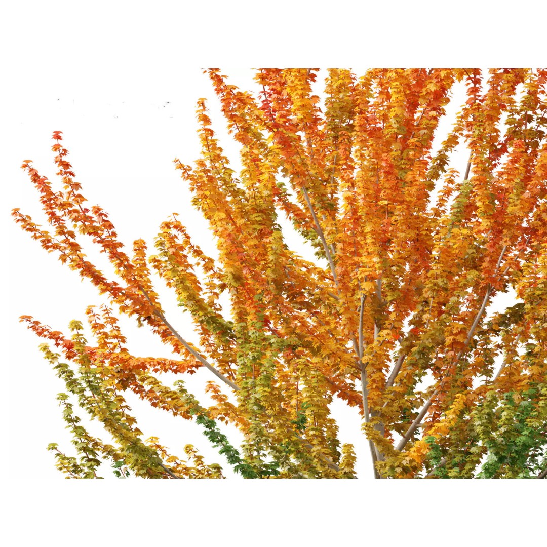 Autumn Colors Collection 3D Model – High Poly Plant Assets, FBX, Blender - View 7