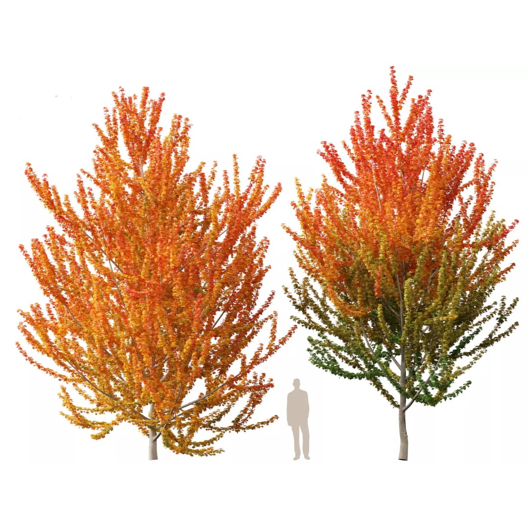 Autumn Colors Collection 3D Model – High Poly Plant Assets, FBX, Blender - View 8