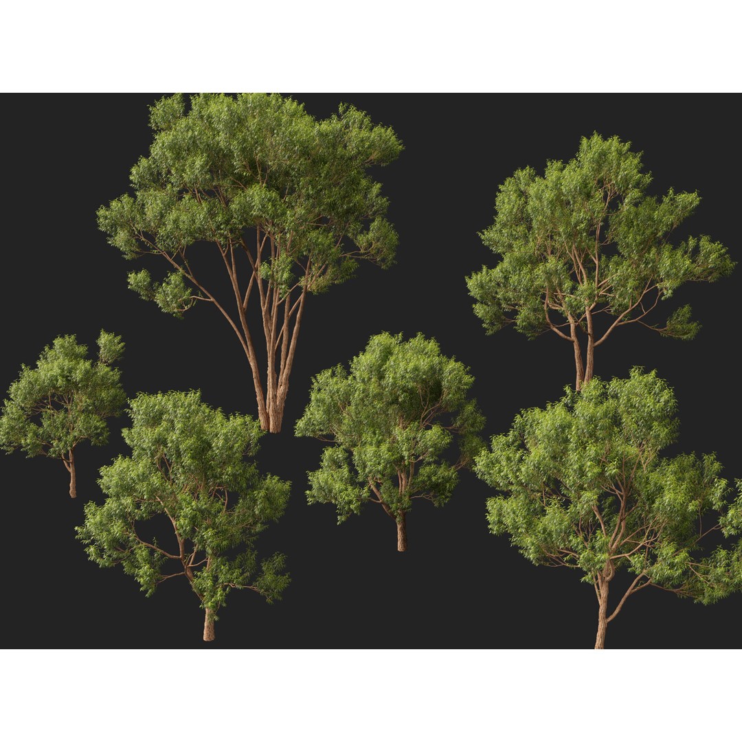Eucalyptus Robusta 3D Model – Low Poly Game Asset, FBX, PBR