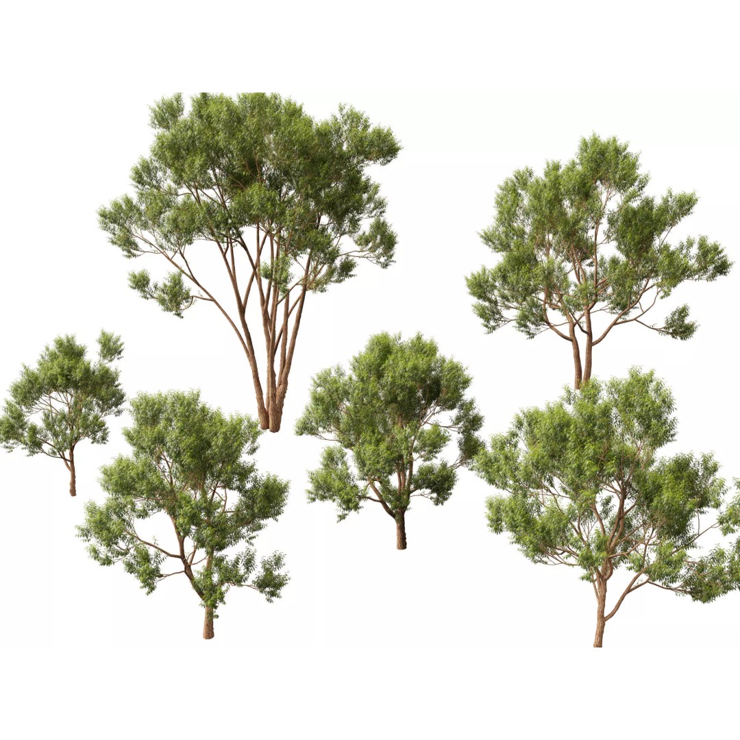 Eucalyptus Robusta 3D Model – Low Poly Game Asset, FBX, PBR - View 2