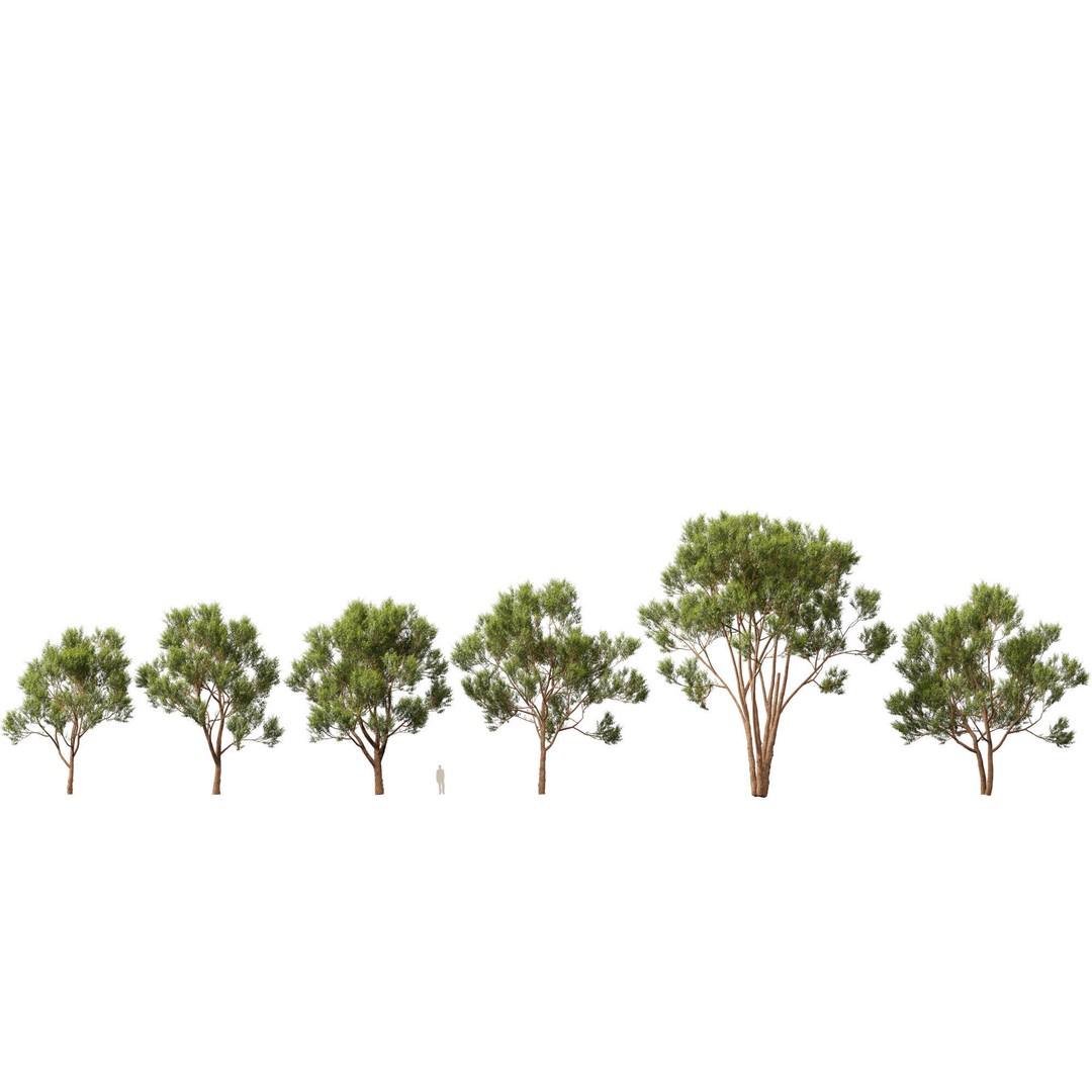 Eucalyptus Robusta 3D Model – Low Poly Game Asset, FBX, PBR - View 3