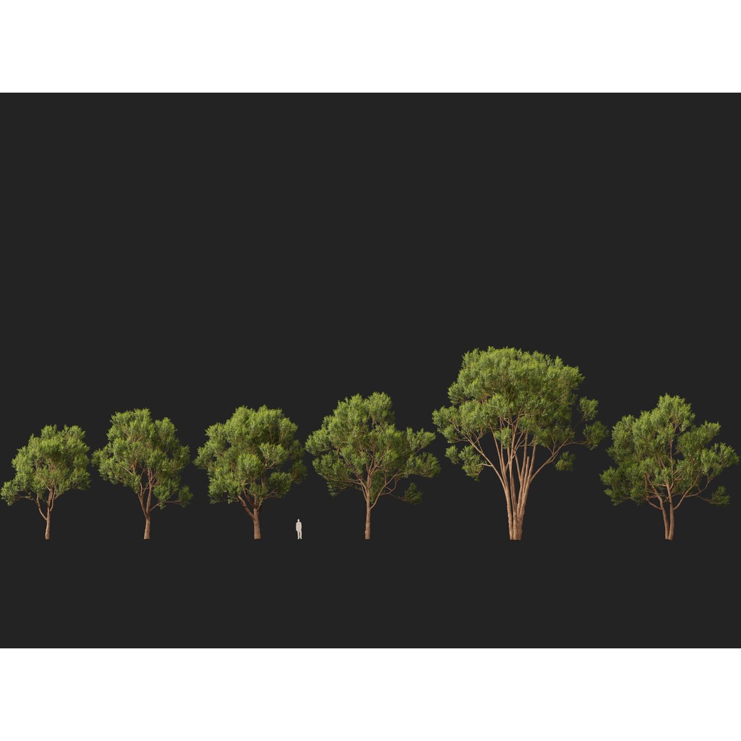 Eucalyptus Robusta 3D Model – Low Poly Game Asset, FBX, PBR - View 4