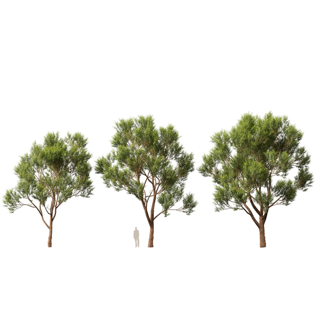 Eucalyptus Robusta 3D Model – Low Poly Game Asset, FBX, PBR - View 5