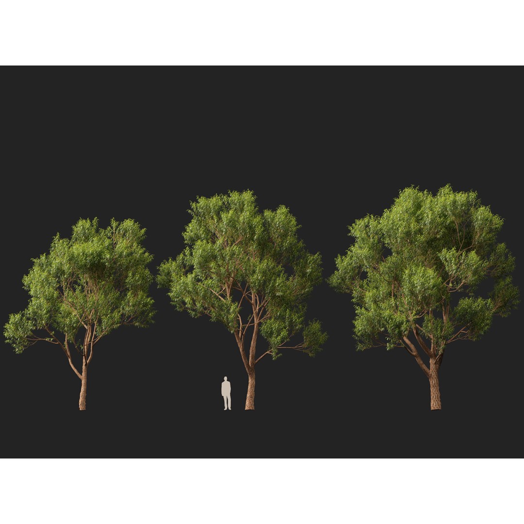 Eucalyptus Robusta 3D Model – Low Poly Game Asset, FBX, PBR - View 6