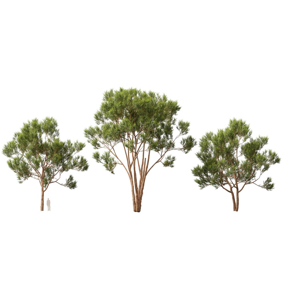 Eucalyptus Robusta 3D Model – Low Poly Game Asset, FBX, PBR - View 7