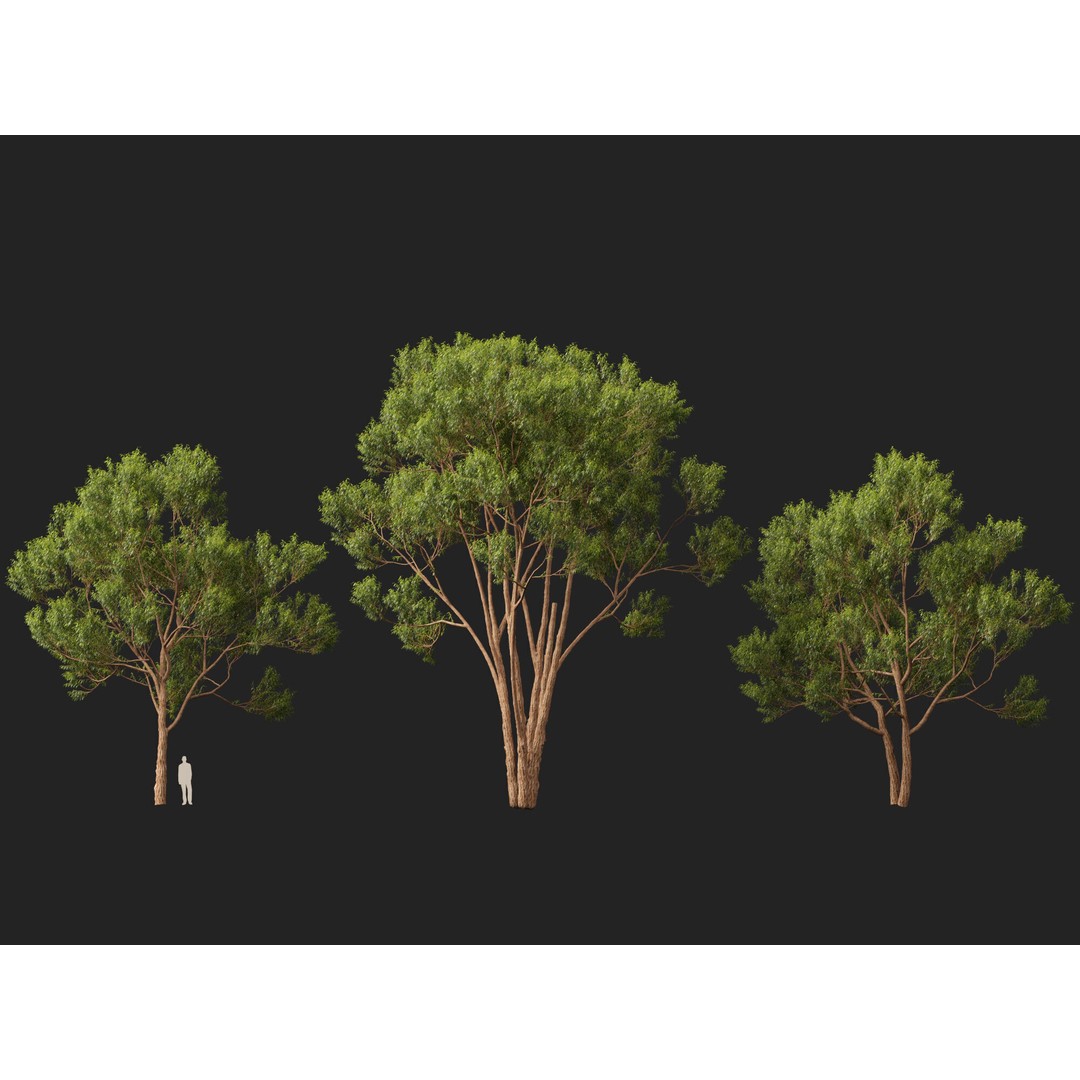 Eucalyptus Robusta 3D Model – Low Poly Game Asset, FBX, PBR - View 8
