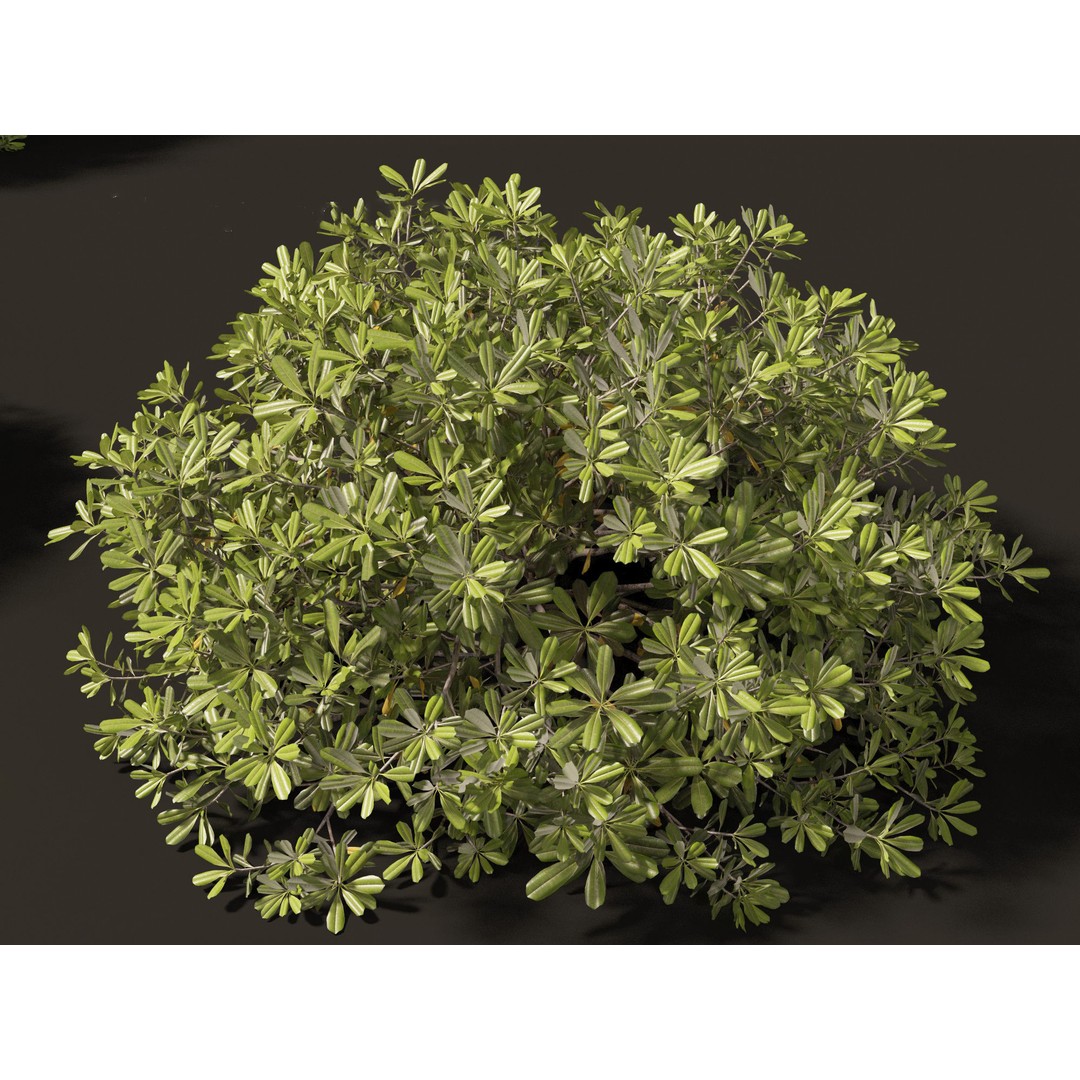 Pittosporum Tobira 3D Model – High Poly Game Asset, FBX, PBR