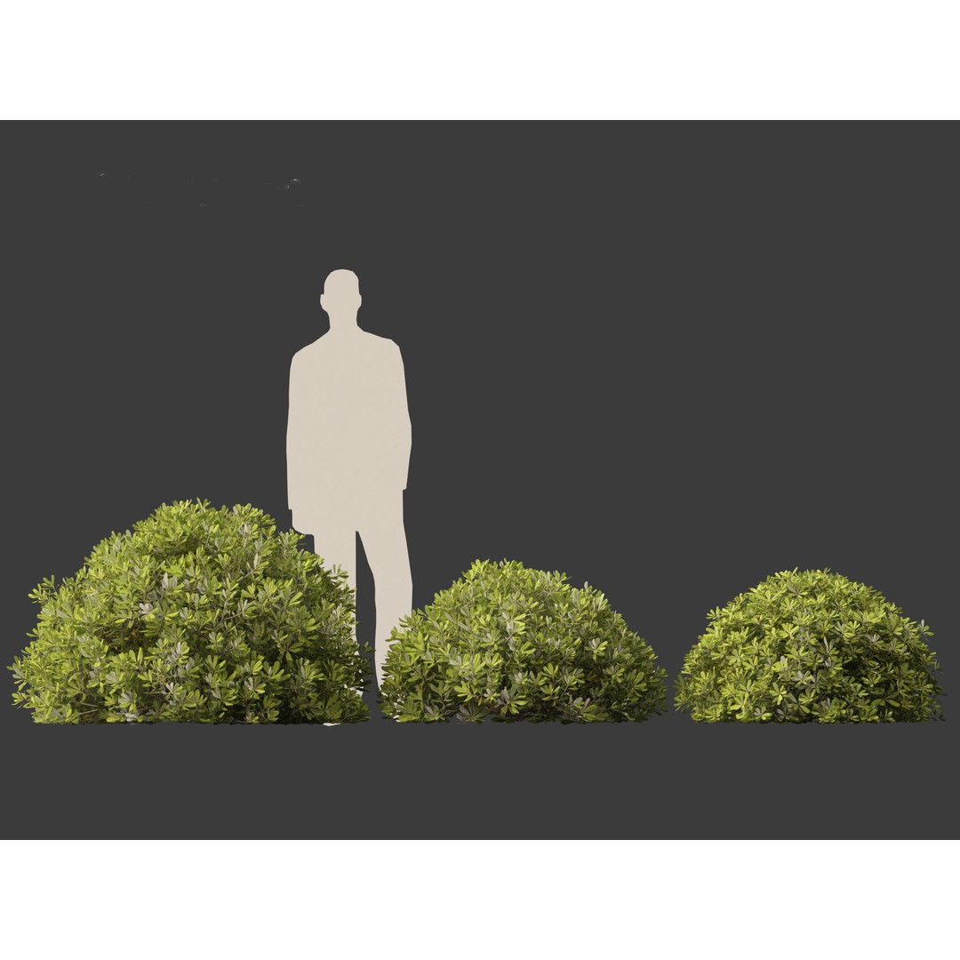 Pittosporum Tobira 3D Model – High Poly Game Asset, FBX, PBR - View 5