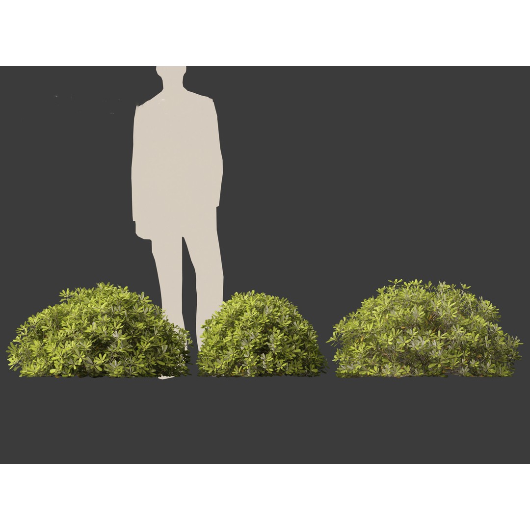Pittosporum Tobira 3D Model – High Poly Game Asset, FBX, PBR - View 7