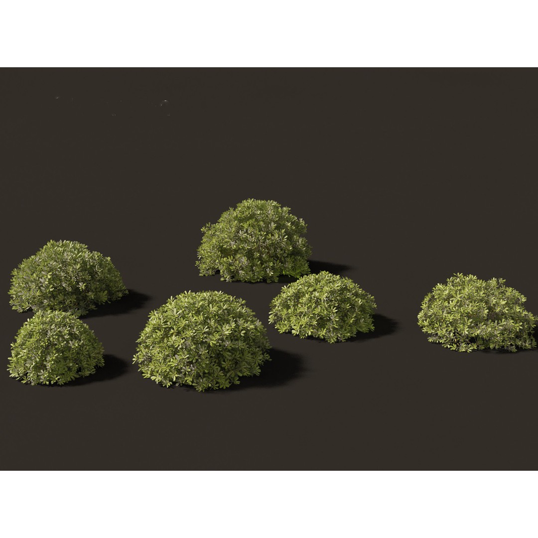 Pittosporum Tobira 3D Model – High Poly Game Asset, FBX, PBR - View 8