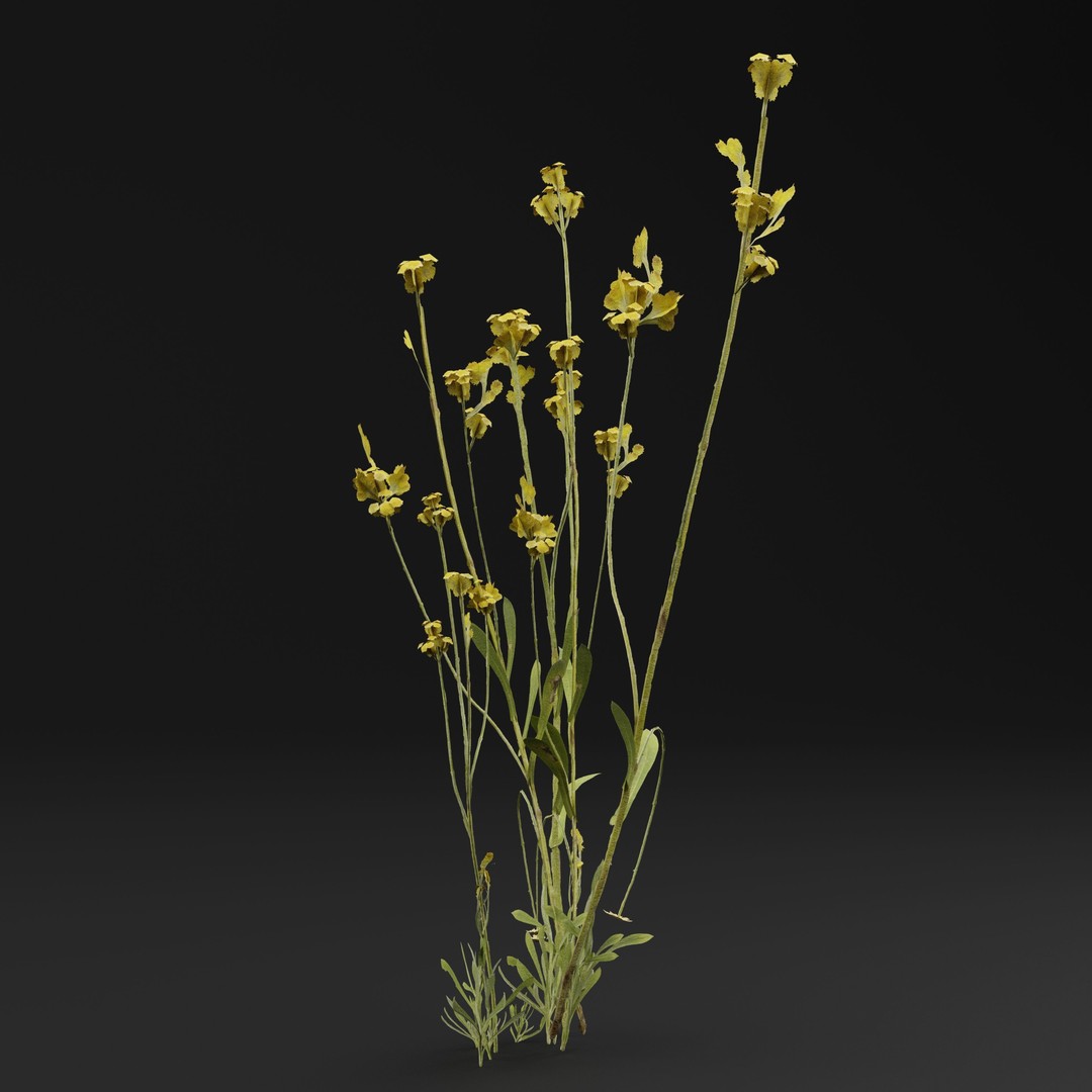 Chrysocephalum apiculatum 3D Model – Realistic PBR Plant Asset, FBX, OBJ