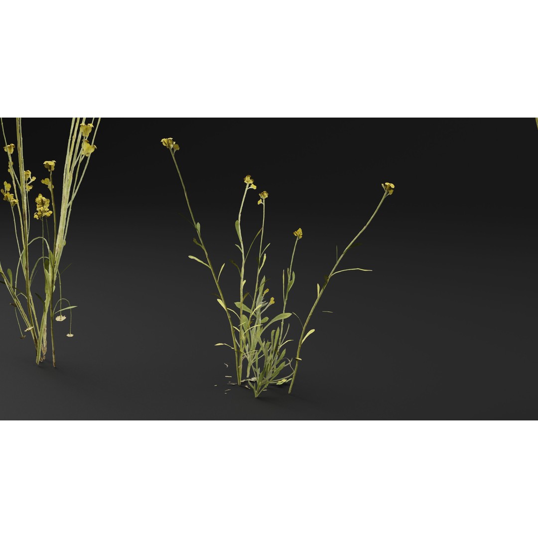 Chrysocephalum apiculatum 3D Model – Realistic PBR Plant Asset, FBX, OBJ - View 2