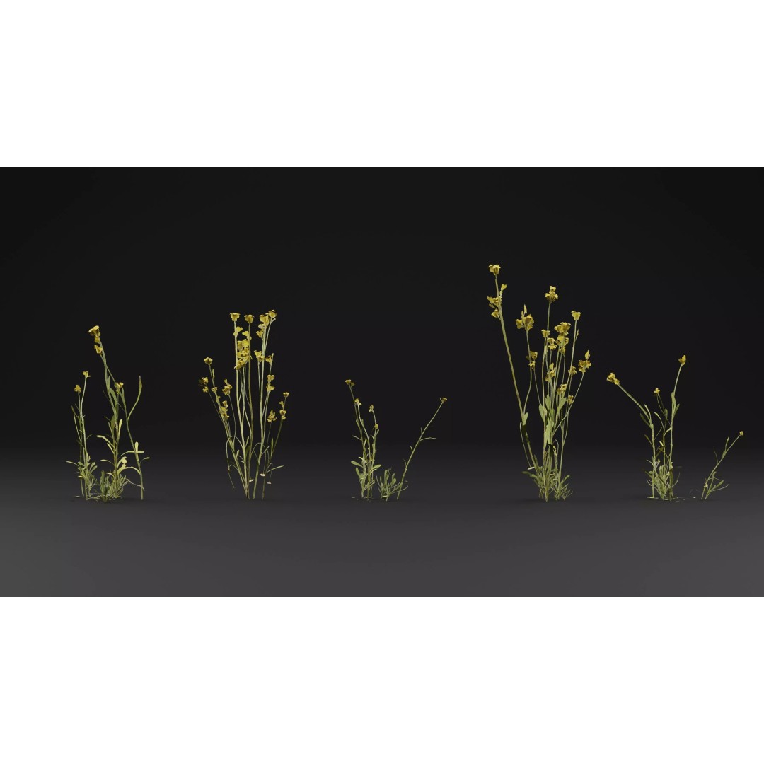 Chrysocephalum apiculatum 3D Model – Realistic PBR Plant Asset, FBX, OBJ - View 3