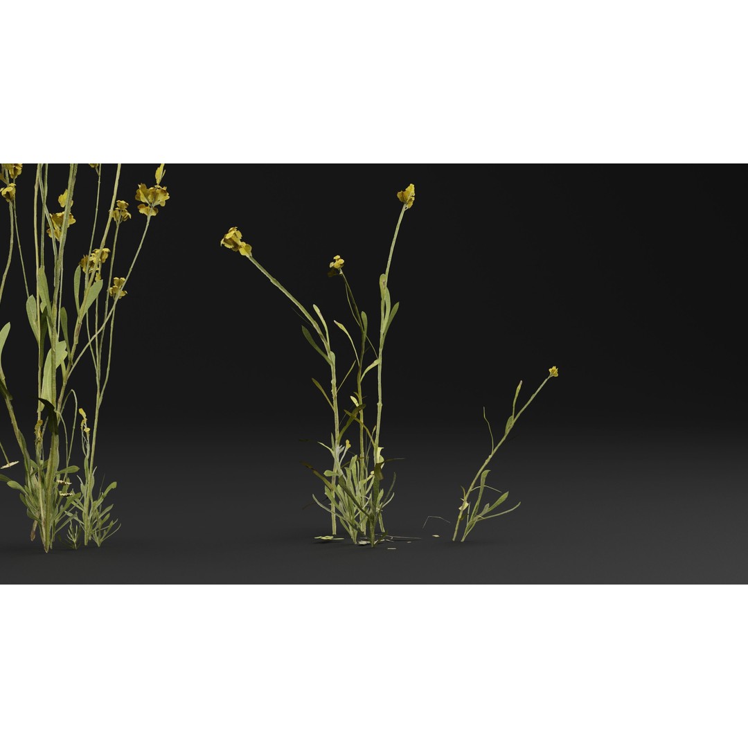 Chrysocephalum apiculatum 3D Model – Realistic PBR Plant Asset, FBX, OBJ - View 4