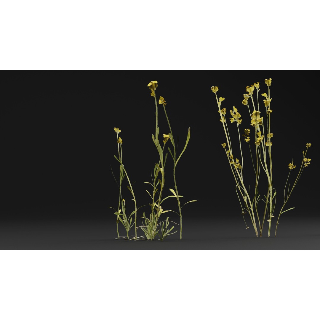 Chrysocephalum apiculatum 3D Model – Realistic PBR Plant Asset, FBX, OBJ - View 5