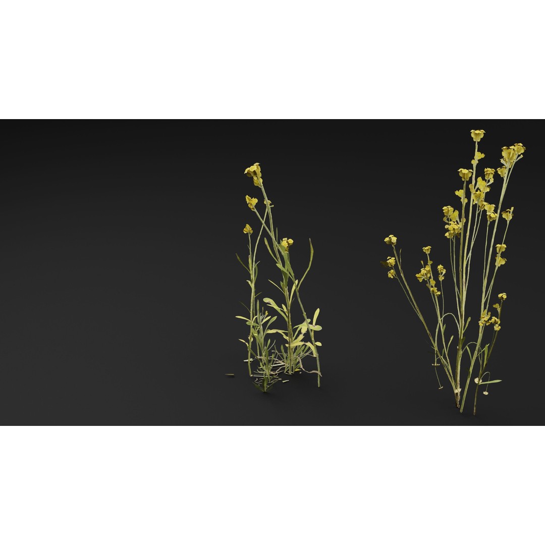 Chrysocephalum apiculatum 3D Model – Realistic PBR Plant Asset, FBX, OBJ - View 6
