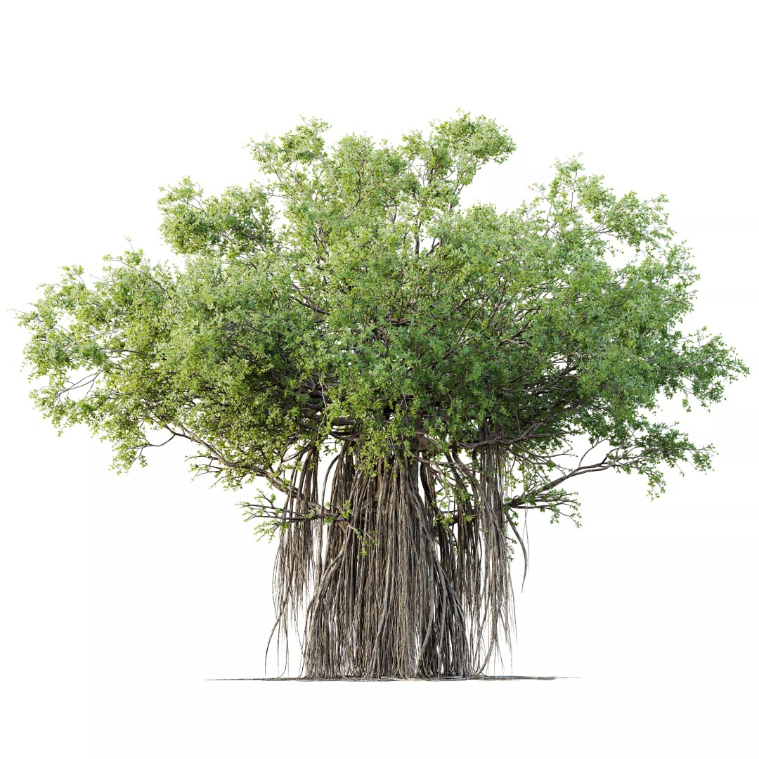 Banyan Ficus Benghalensis Tree 3D Model – High Poly PBR Asset, FBX, OBJ - View 2