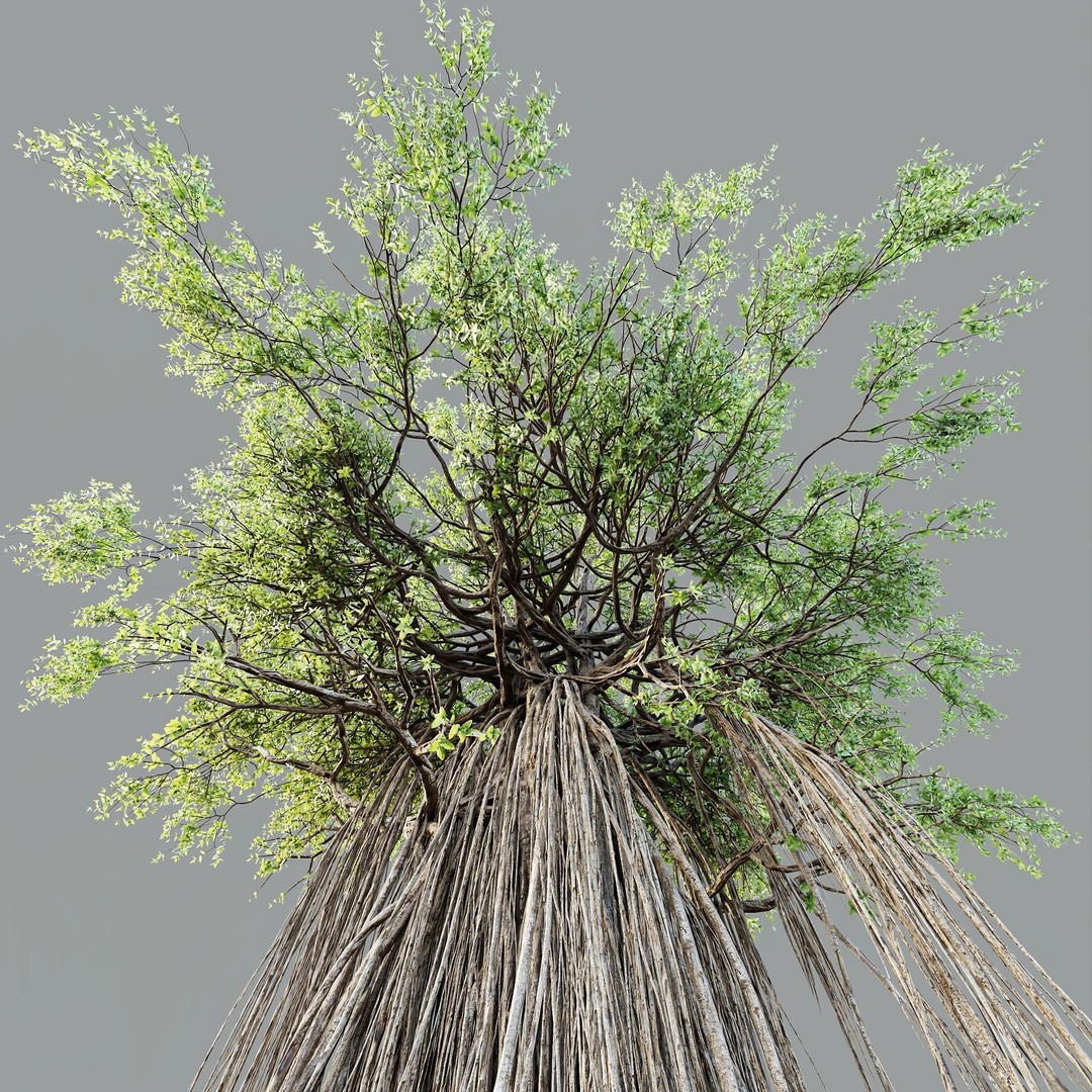 Banyan Ficus Benghalensis Tree 3D Model – High Poly PBR Asset, FBX, OBJ - View 3