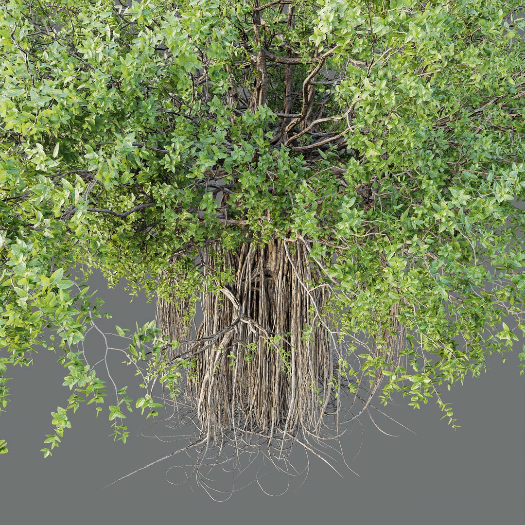 Banyan Ficus Benghalensis Tree 3D Model – High Poly PBR Asset, FBX, OBJ - View 4