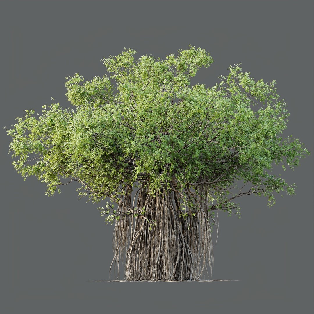 Banyan Ficus Benghalensis Tree 3D Model – High Poly PBR Asset, FBX, OBJ - View 5