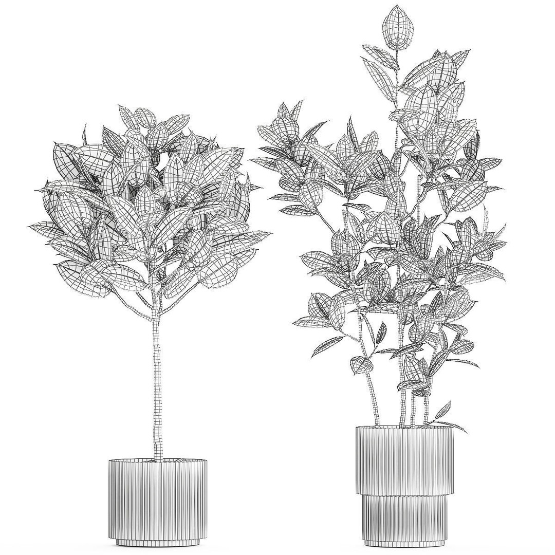 Beautiful Ficus elastica Tree 3D Model – Stylish Indoor/Outdoor Decor