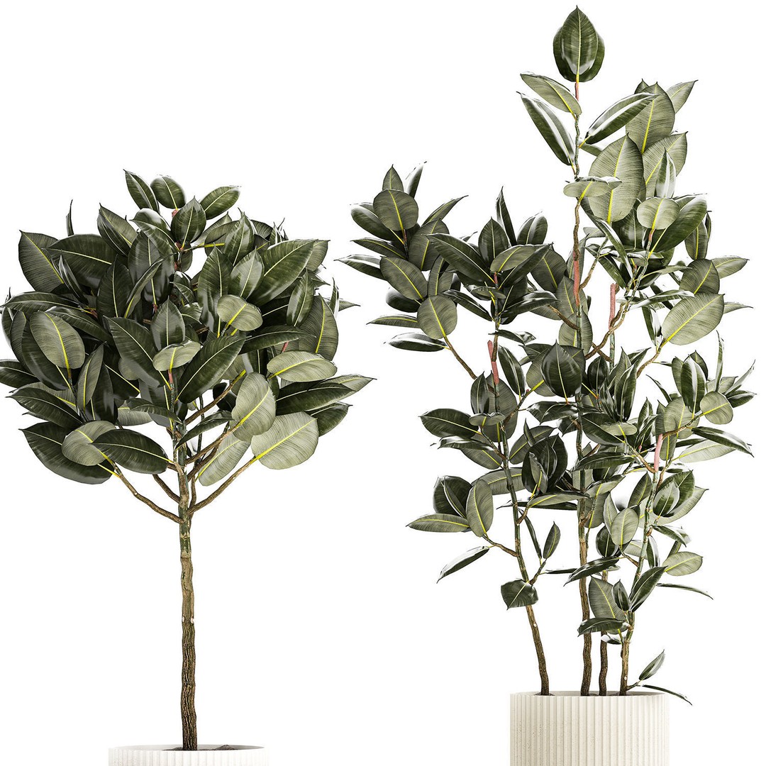 Beautiful Ficus elastica Tree 3D Model – Stylish Indoor/Outdoor Decor - View 10