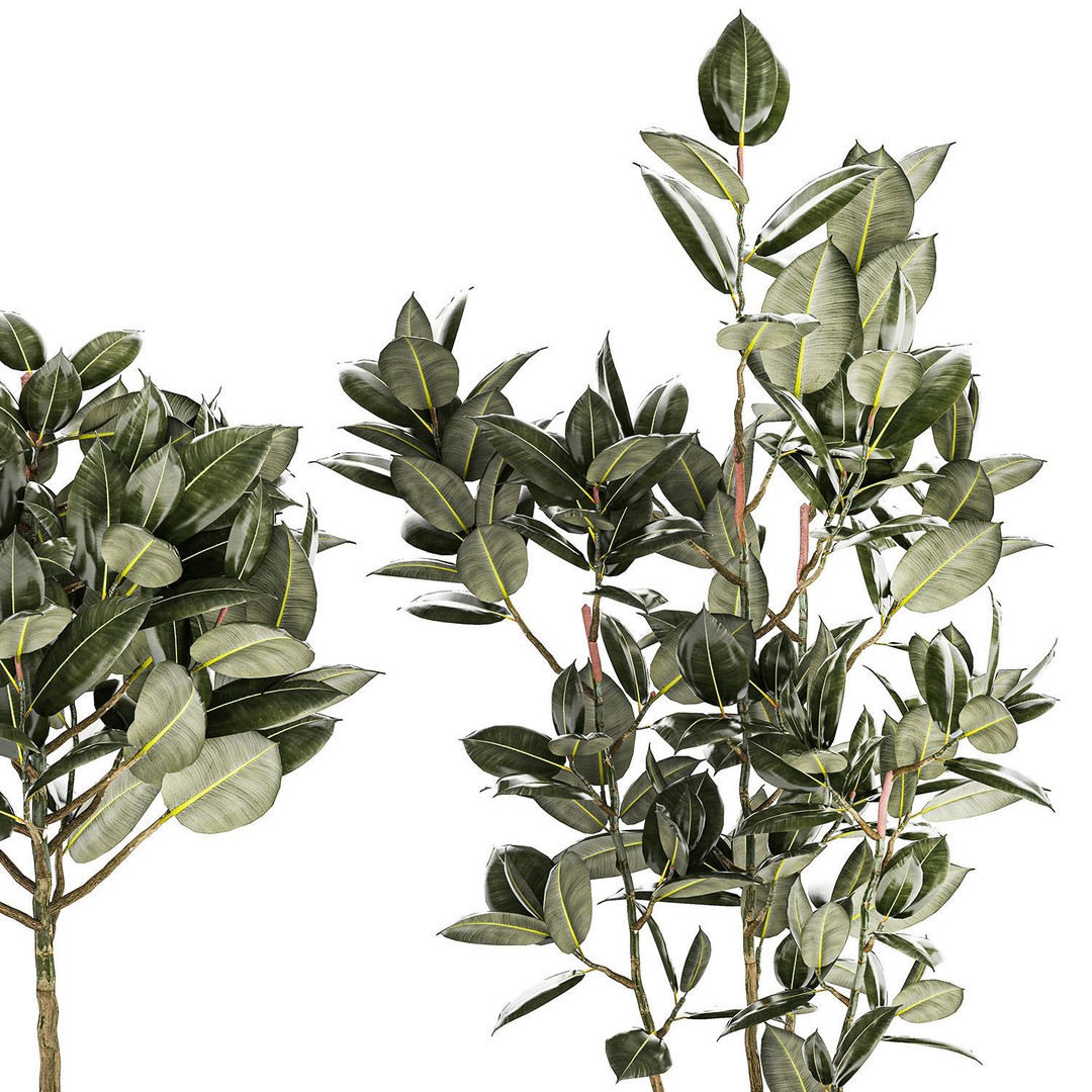 Beautiful Ficus elastica Tree 3D Model – Stylish Indoor/Outdoor Decor - View 11