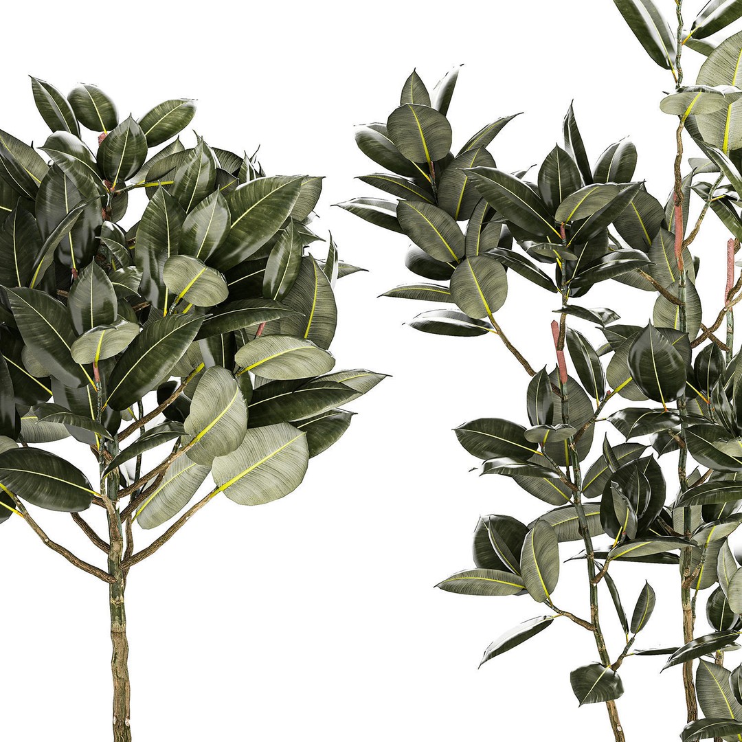 Beautiful Ficus elastica Tree 3D Model – Stylish Indoor/Outdoor Decor - View 12