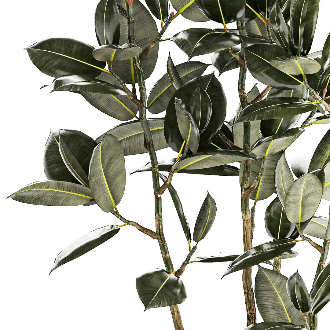 Beautiful Ficus elastica Tree 3D Model – Stylish Indoor/Outdoor Decor - View 14