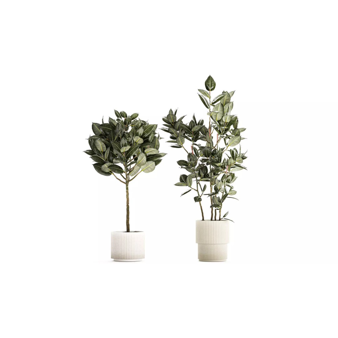 Beautiful Ficus elastica Tree 3D Model – Stylish Indoor/Outdoor Decor - View 2