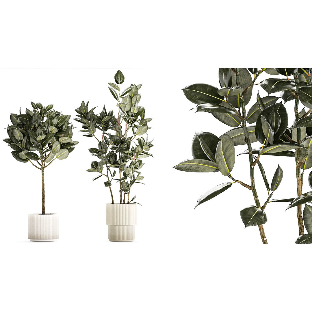 Beautiful Ficus elastica Tree 3D Model – Stylish Indoor/Outdoor Decor - View 3